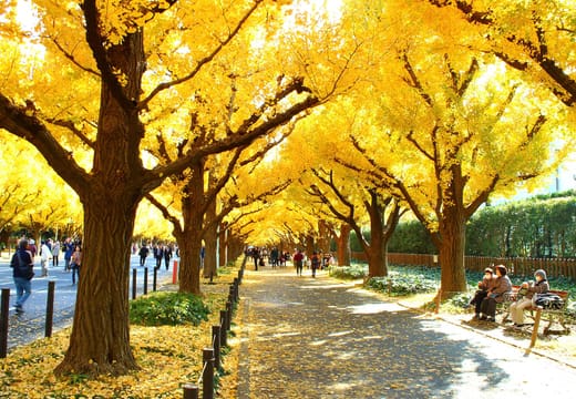 Golden ginkgo trees arching over the Jingu Gaien Ginkgo Avenue in late November