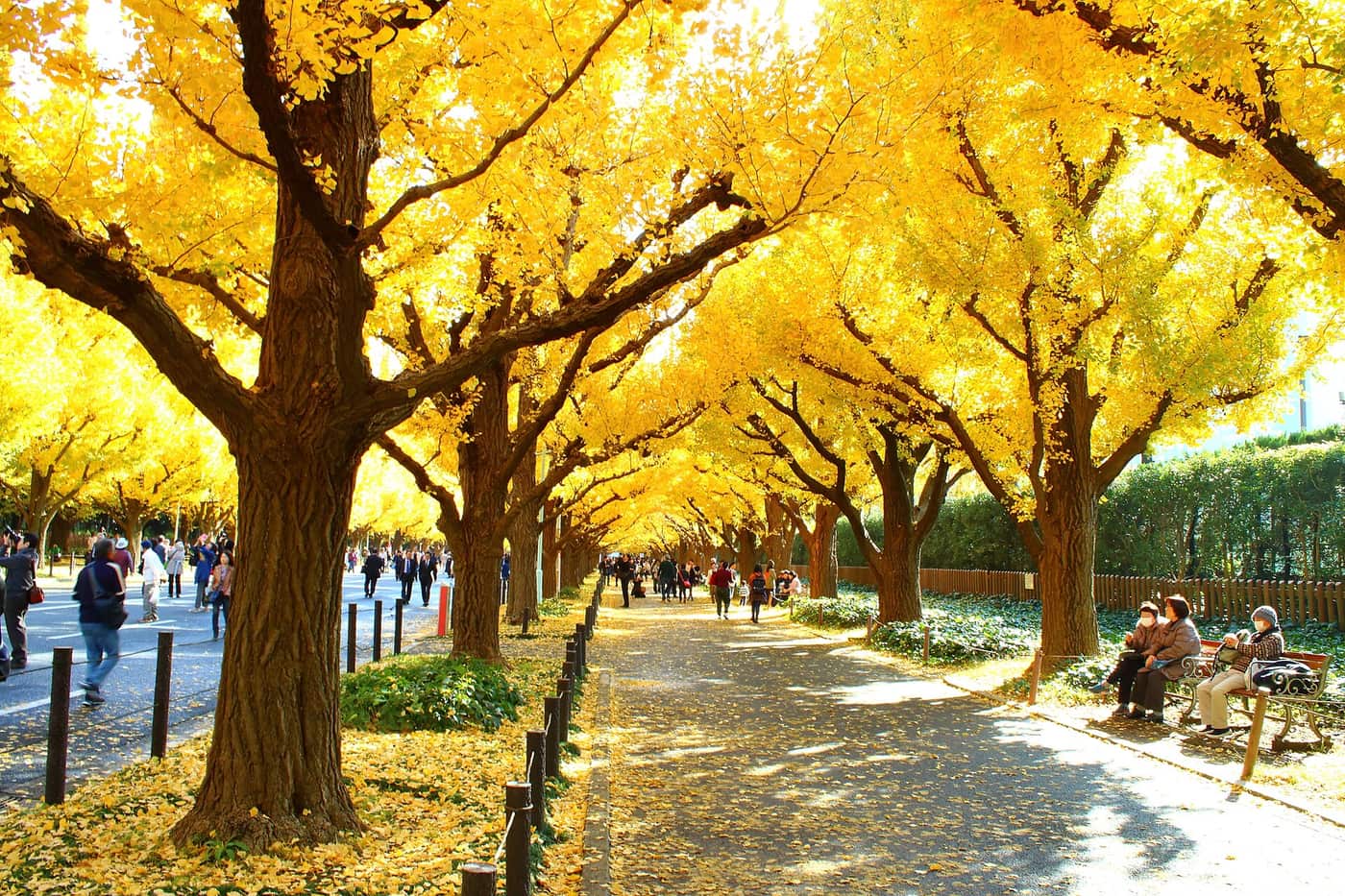 Golden ginkgo trees arching over the Jingu Gaien Ginkgo Avenue in late November