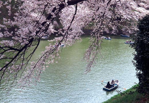 Rowing boats on the Chidorigafuchi moat under cherry blossoms in full bloom, Tokyo
