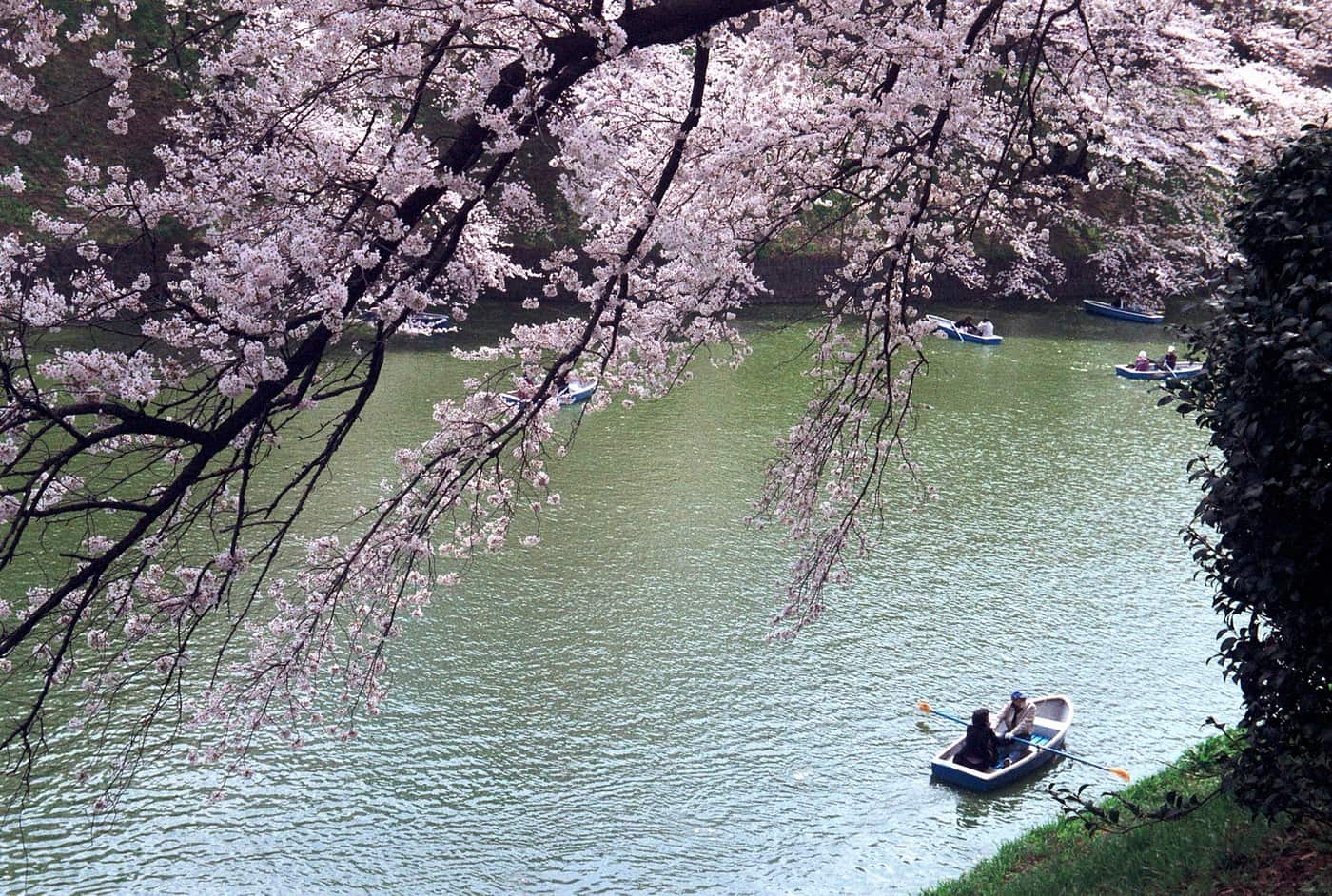 Rowing boats on the Chidorigafuchi moat under cherry blossoms in full bloom, Tokyo