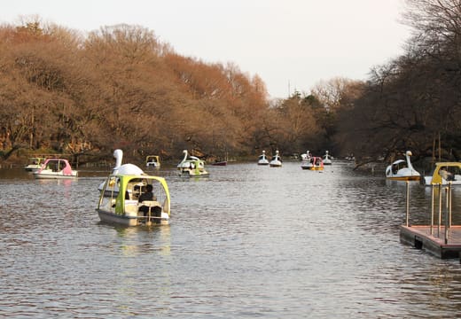 Families paddling swan boats across Inokashira Park pond on an autumn afternoon