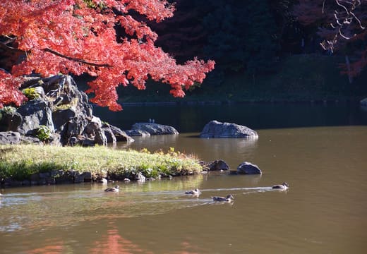 Red maple leaves over the pond and stone islands at Koishikawa Korakuen Gardens