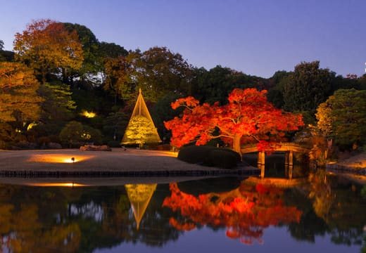 Illuminated red maples reflected in the pond at Rikugien Gardens during the autumn night opening