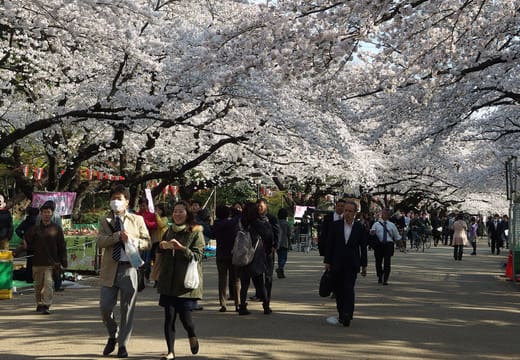Hanami crowds walking under the cherry blossom avenue in Ueno Park during the sakura festival