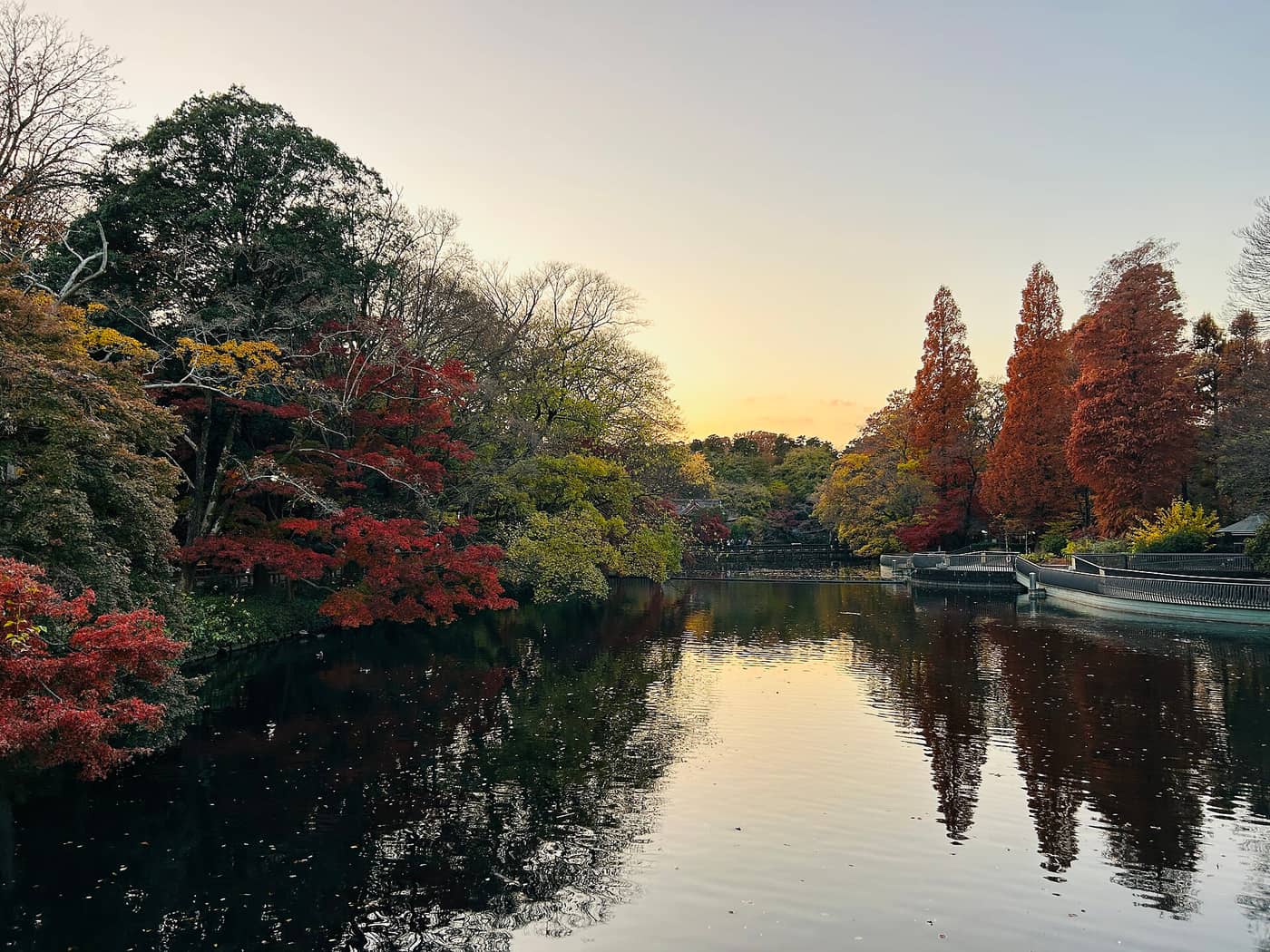 Autumn colours reflected in Inokashira Park pond at sunset near Kichijoji Station