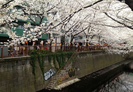 Cherry blossom hanging over the Meguro River canal and its riverside terraces in Nakameguro