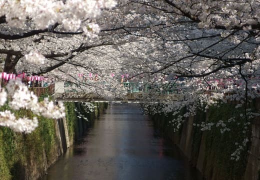 Tunnel of cherry blossom and festival lanterns over the Meguro River in Nakameguro