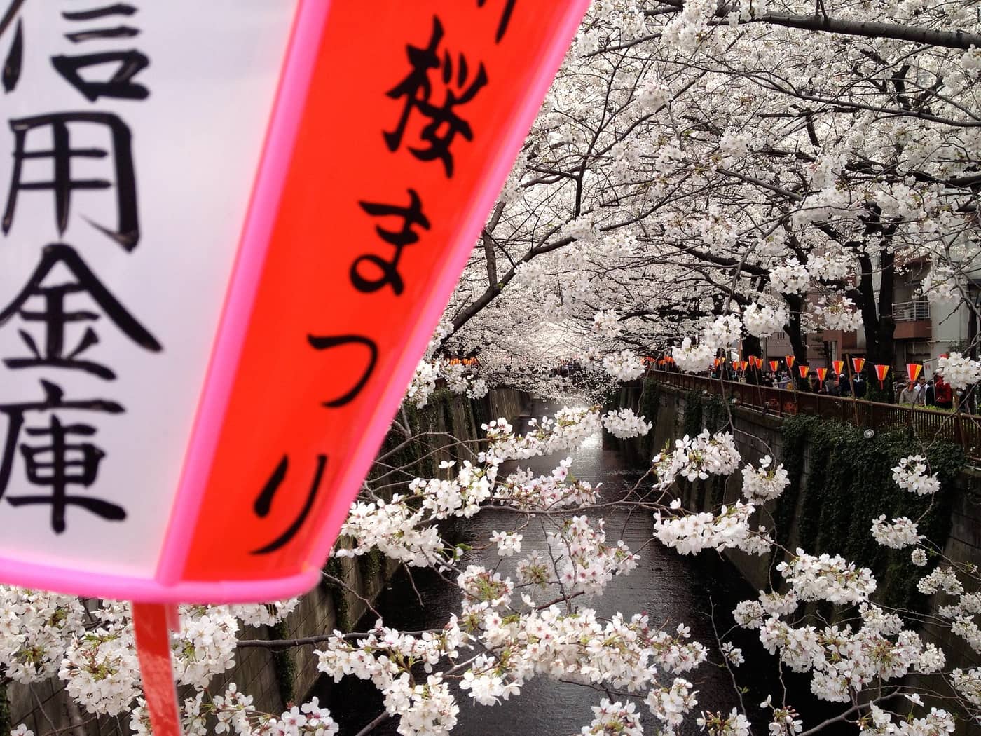 Sakura festival lantern hanging above the blossoming canal banks of Nakameguro in spring