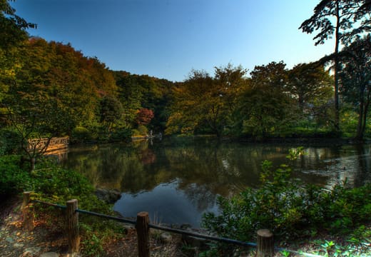 Pond ringed by autumn trees in Arisugawa-no-miya Memorial Park, Hiroo