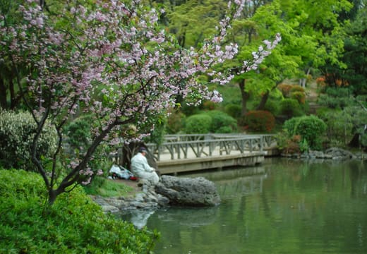 Spring blossoms and a small bridge over the pond at Arisugawa-no-miya Memorial Park