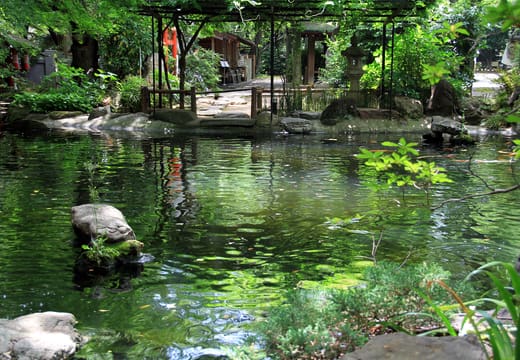 Leafy carp pond in the hilltop grounds of Atago Shrine, Toranomon