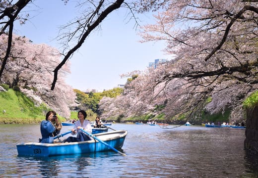 Couple rowing a blue boat beneath cherry blossoms on the Chidorigafuchi moat