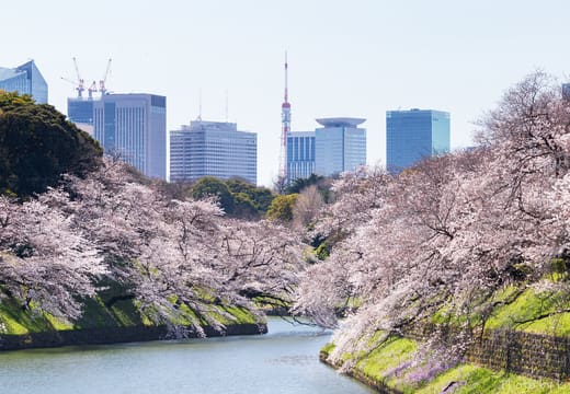 Cherry blossom banks of the Chidorigafuchi moat with Tokyo Tower on the skyline