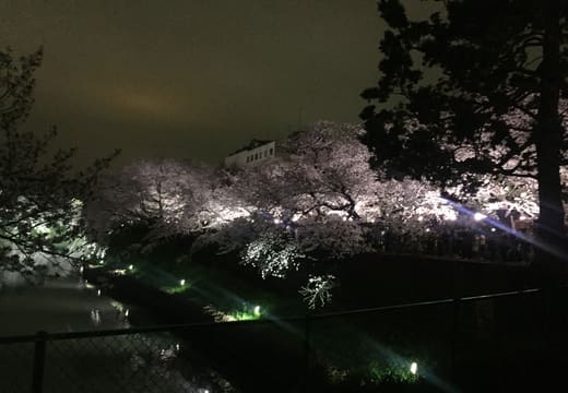Illuminated cherry blossoms over the dark moat at Chidorigafuchi at night