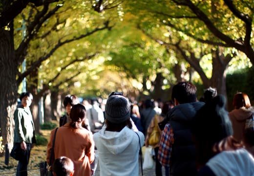 Crowds strolling under yellow ginkgo leaves on the Meiji Jingu Gaien avenue in autumn