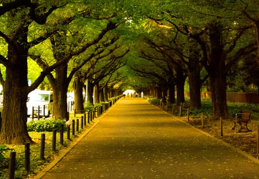 Green summer canopy of the ginkgo trees arching over the Meiji Jingu Gaien avenue