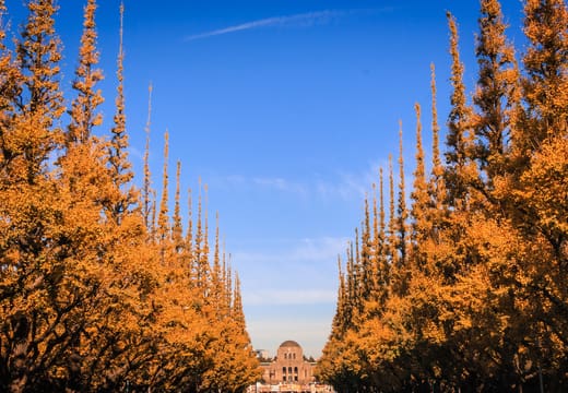 Twin rows of golden ginkgo trees leading to the Meiji Memorial Picture Gallery in Gaien