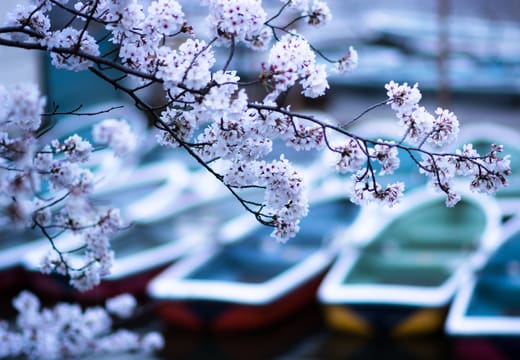 Cherry blossom branches hanging over the rental rowboats on Inokashira Pond