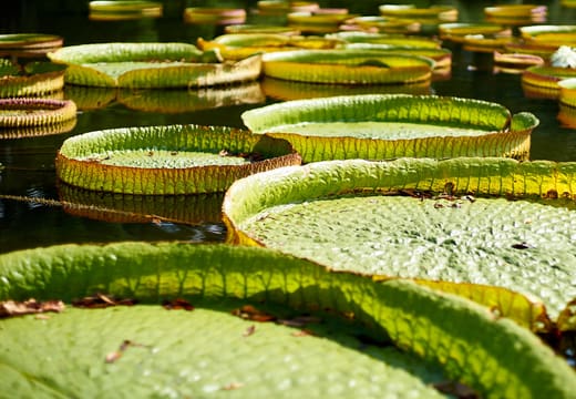 Giant Victoria water lily pads floating in the greenhouse pool at Jindai Botanical Gardens