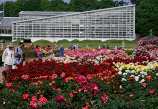 Rose garden in full bloom before the glass greenhouse at Jindai Botanical Gardens, Chofu
