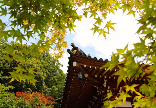 Curved temple roof framed by yellow autumn maple leaves at Jindaiji, Chofu