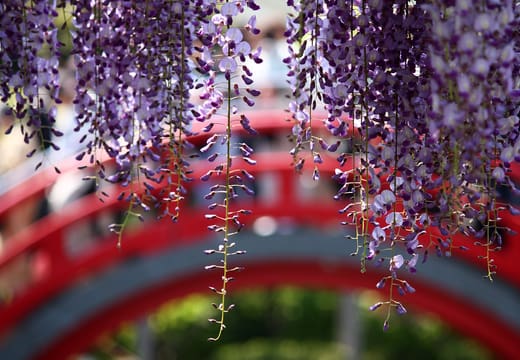 Wisteria blossoms hanging over the red drum bridge at Kameido Tenjin Shrine in spring