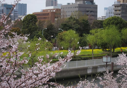 Cherry blossoms around the pond and lawns of Kiba Park, Koto