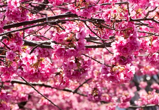 Pink Kawazu cherry blossoms arching over a path in Kiba Park in early spring