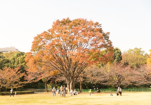 Autumn trees in orange and red over the open lawn of Kitanomaru Park