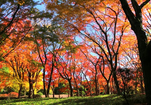 Blazing red and orange maples in the momiji grove of Kitanomaru Park in autumn