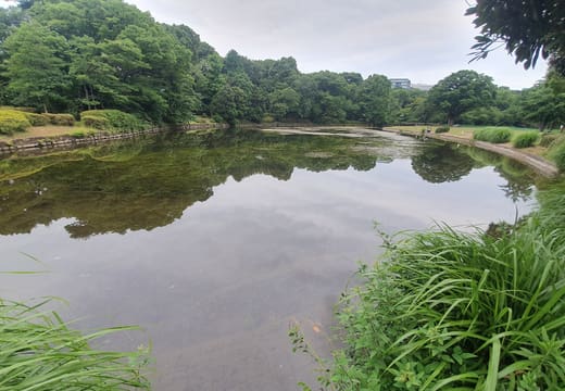 Tree-fringed pond in Kitanomaru Park reflecting a cloudy summer sky