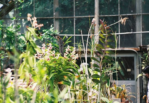 Tropical plants in front of the old glass greenhouse at Koishikawa Botanical Garden