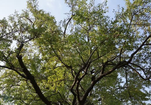 Great ginkgo where ginkgo sperm was first discovered, in Koishikawa Botanical Garden