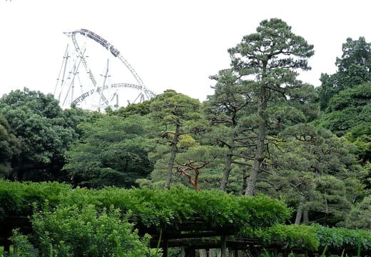 Clipped pines of Koishikawa Korakuen with the Tokyo Dome City roller coaster behind