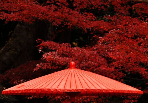 Red paper parasol beneath blazing autumn maples at Koishikawa Korakuen garden