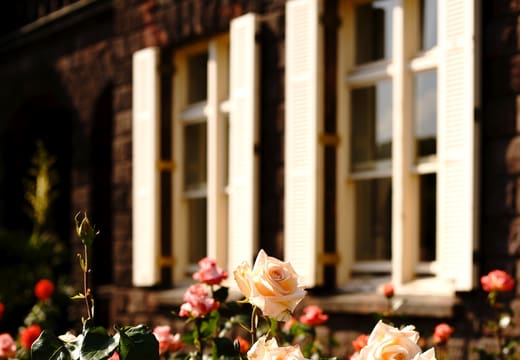 Roses blooming beneath the shuttered windows of the Kyu-Furukawa mansion