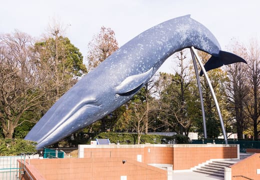 Life-size blue whale sculpture arching outside the National Museum of Nature and Science, Ueno
