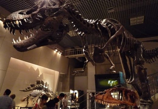 Tyrannosaurus skeleton towering over visitors in the dinosaur hall of the Nature and Science museum, Ueno