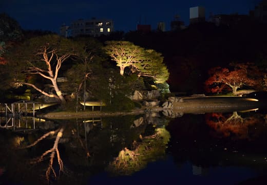 Illuminated autumn trees reflected in the pond during the Rikugien evening light-up