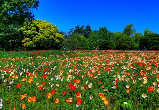 Field of red and orange poppies under a blue sky at Showa Kinen Park, Tachikawa