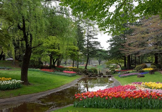 Tulip beds beside a willow-lined stream in the garden of Showa Kinen Park
