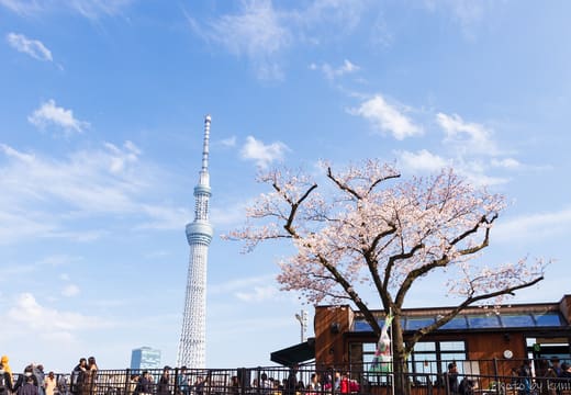 Cherry tree in bloom on the Sumida River bank at Sumida Park with Tokyo Skytree beyond