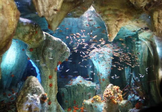Fish swirling around rock arches in a coral tank at Sunshine Aquarium, Ikebukuro