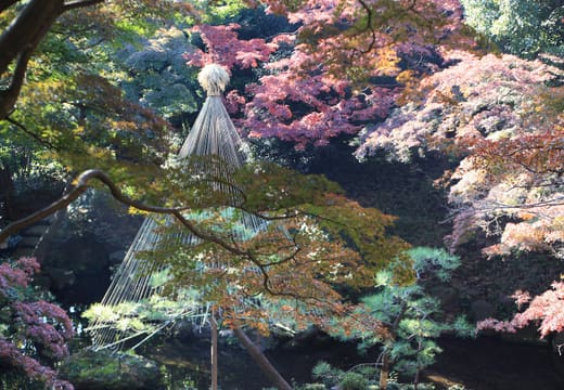 Autumn maples and a snow-protection rope on a tree in Tonogayato Garden