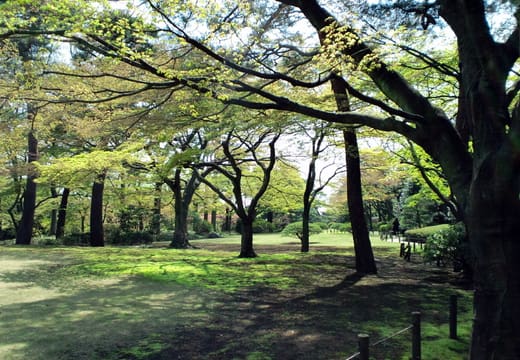 Tree-shaded lawn and paths in the grounds of Tonogayato Garden, Kokubunji