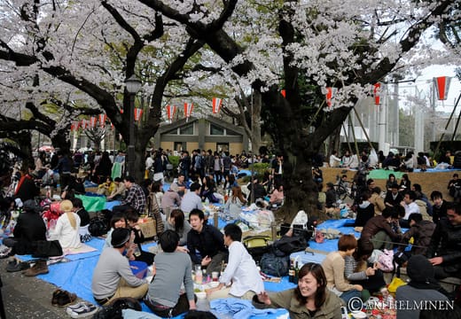 Crowds picnicking on blue sheets under cherry blossoms during hanami in Ueno Park