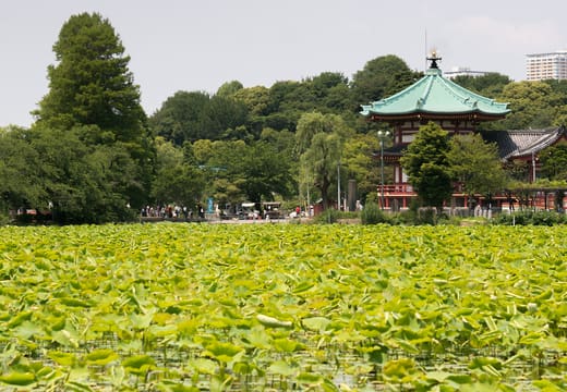 Lotus leaves covering Shinobazu Pond with the Bentendo hall beyond in Ueno Park
