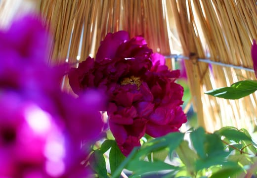 Tree peony in bloom under a straw shelter in the Ueno Toshogu peony garden