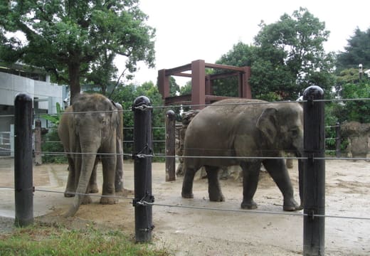 Asian elephants walking in their outdoor enclosure at Ueno Zoo