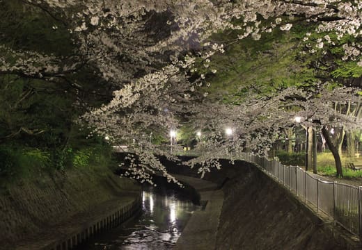 Cherry blossoms hanging over the Zenpukuji River in Wadabori Park at night